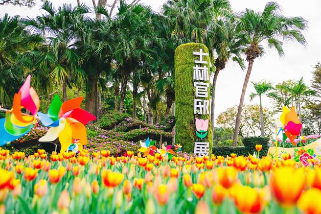 今起士林官邸郁金香展盛大展出，二部曲「遇见爱」粉嫩登场。（台北市公园处提供／李奇叡台北传真）
