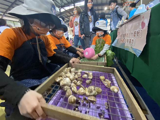 建功国小安排筛文蛤体验文蛤分级。(曹婷婷摄)