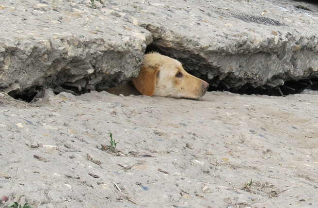 土耳其近日发生强震，一只被埋在瓦砾堆中的狗狗正等待救援。（示意图／达志影像）