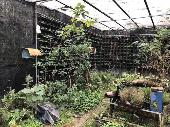 新埔「墨瑞雪翠鸟学苑」被点名诱拍户类，农业处到场勘察温室做的鸟园，未饲养保育类鸟类。（新竹县府农业处提供／罗浚滨新竹传真）