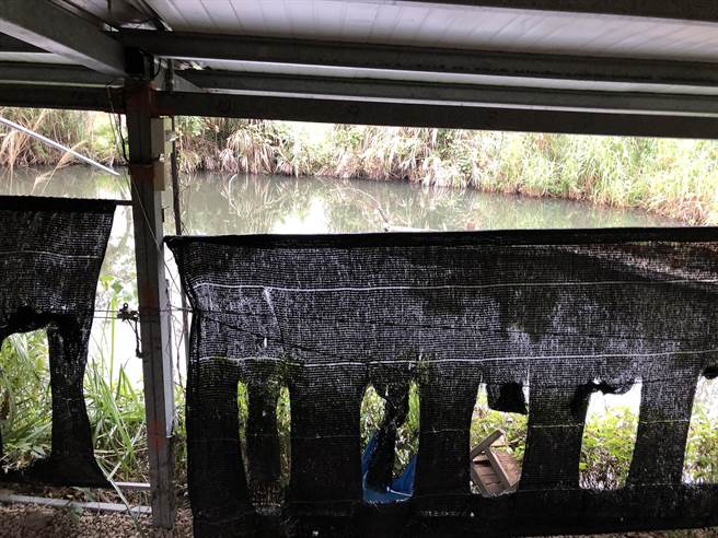 新埔「墨瑞雪翠鸟学苑」的鱼池围边黑网有孔洞，现场未发现有诱拍鸟类的情形。 （新竹县府农业处提供／罗浚滨新竹传真）