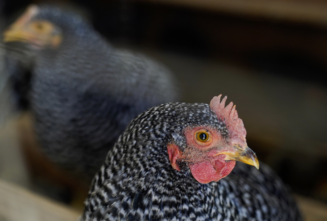 由于已出现禽流感跨物种传染哺乳类的病例，世界卫生组织（WHO）警告全球，在禽流感病毒株从鸟类跨传哺乳类后，必须为可能的人类禽流感大流行做准备。（美联社）