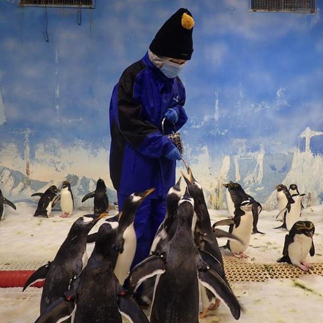 「我与企鹅的0.1毫米」被企鹅围绕的初体验(屏东海生馆提供)