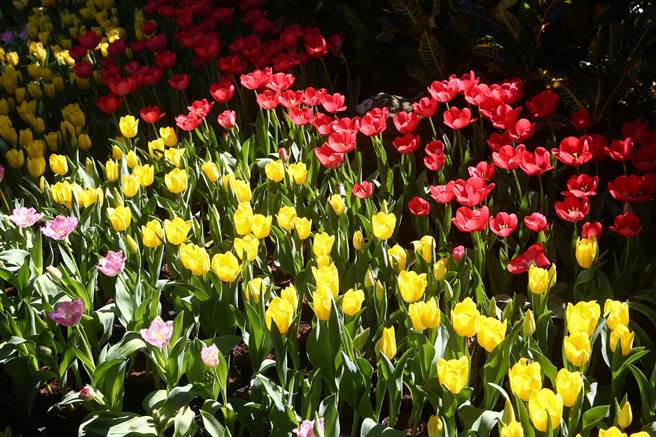 2023士林官邸郁金香展是以「遇见爱」为主题，今年共栽植超过13万株、20种以上郁金香，不同顏色的郁金香代表不同的花语。（邓博仁摄）