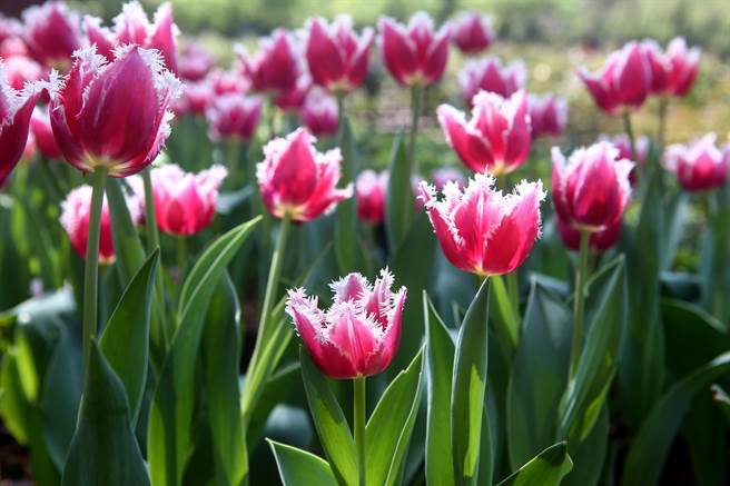 2023士林官邸郁金香展，郁金香处处盛开，美不胜收。（邓博仁摄）