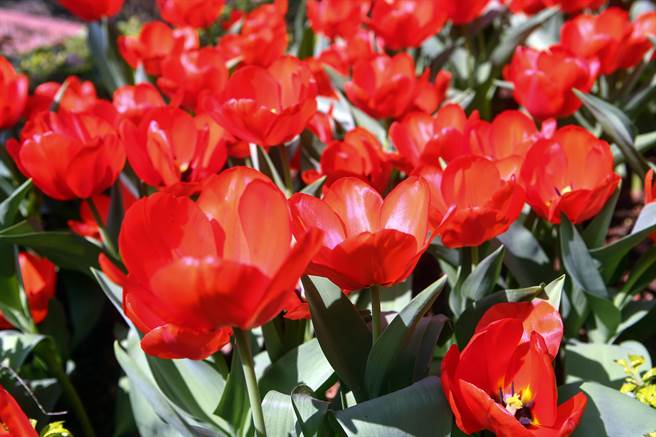 2023士林官邸郁金香展，郁金香处处盛开，美不胜收。（邓博仁摄）