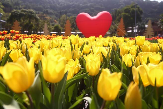 2023士林官邸郁金香展，郁金香处处盛开，美不胜收。（邓博仁摄）