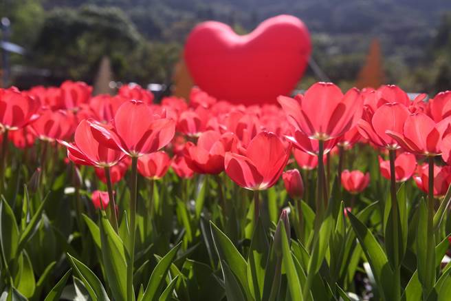 2023士林官邸郁金香展，郁金香处处盛开，美不胜收。（邓博仁摄）