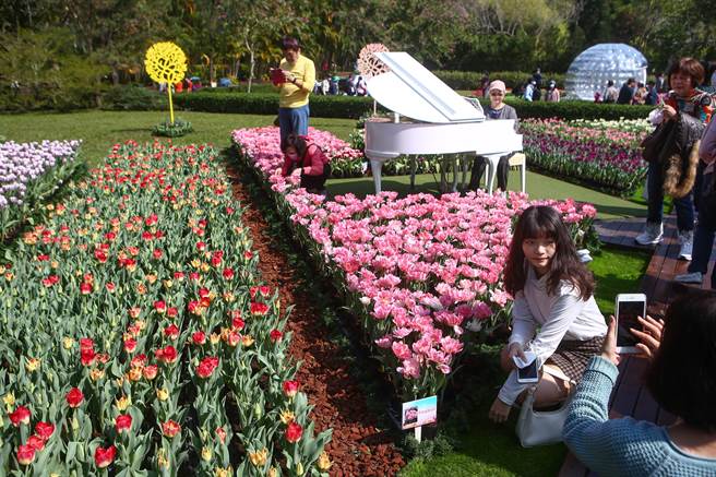 2023士林官邸郁金香展，郁金香处处盛开，美不胜收。参观民眾抢着与美景合影留念。（邓博仁摄）