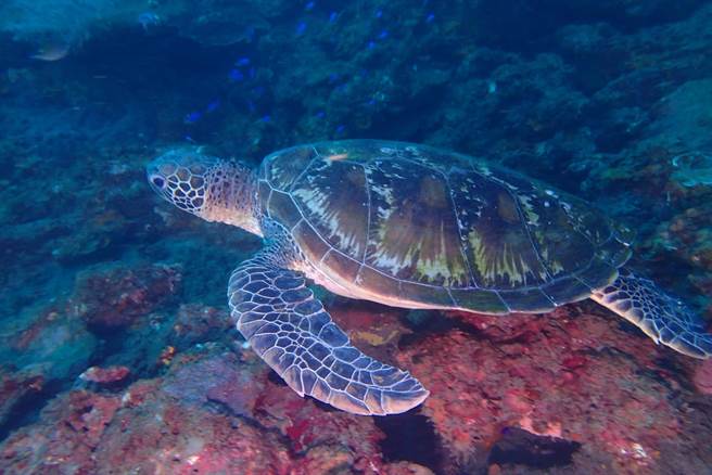 海科馆表示，每头海龟都有独有的脸纹，潮境保育区惊喜2022年已经出现18头影像纪录。（国立海科馆提供，陈宗伟摄影／张志康基隆传真）