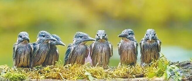 笼拍业者将尚在育雏阶段的翠鸟幼鸟从巢内挖出，摆在树枝上「排排站」，供鸟友拍摄。（台湾动物社会研究会提供／黄婉婷台北传真）