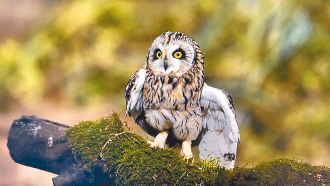 业者非法圈养保育类短耳鸮，歷经摆拍折磨后，猫头鹰左翅低垂，显然已负伤。（台湾动物社会研究会提供／黄婉婷台北传真）