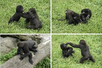 金剛猩猩兄弟愛玩摔角 逗趣互動畫面圈粉