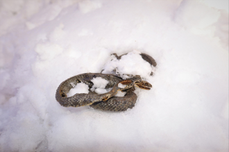 結冰馬路下驚見一群蛇「不斷扭動」 真相曝光竟非生物