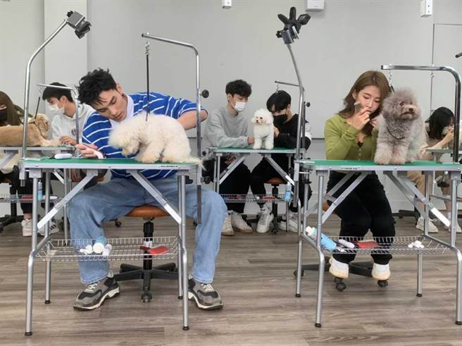 郭书瑶（前右）和黄伟晋认真替狗狗修毛。（台视提供）