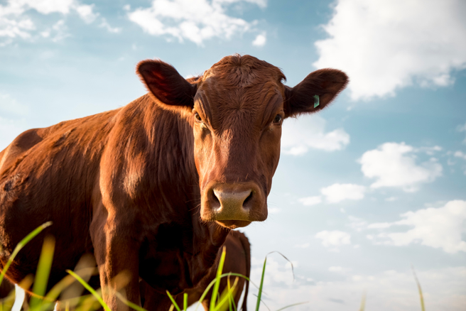 拥抱牛可带来情感慰藉，也会让人增添快乐，「因此，所有的爱牛人士可以把2月14日当作『抱牛日』，莫忘母亲牛的重要，让生命充满快乐与正能量。」(示意图/shutterstock)
