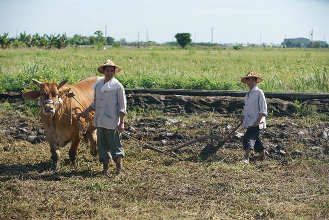 潘逸安（左）亲身上阵拍牵牛犁田戏码。（艾迪升传播提供）