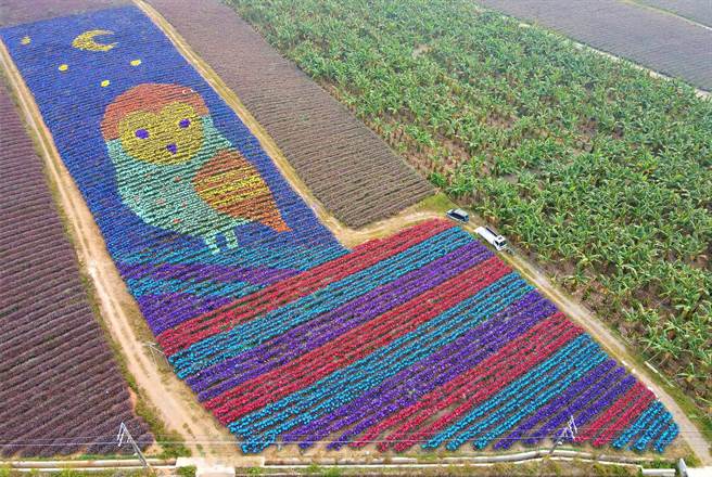 由屏科大團隊繪製的鳳梨彩帽貓頭鷹「旺福鴞」，成功透過彩色地景的展現，鼓勵高樹鄉鳳梨農減少使用鼠藥，傳達鳳梨產業也可以保護貓頭鷹的生態。（屏科大提供／謝佳潾屏東傳真）