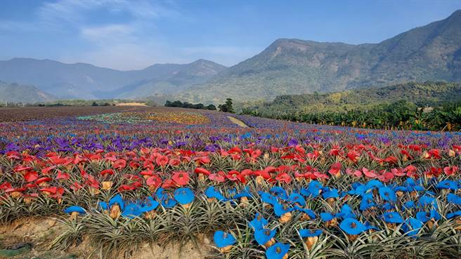 由屏科大團隊繪製的鳳梨彩帽貓頭鷹「旺福鴞」，成功透過彩色地景的展現，鼓勵高樹鄉鳳梨農減少使用鼠藥，傳達鳳梨產業也可以保護貓頭鷹的生態。（屏科大提供／謝佳潾屏東傳真）