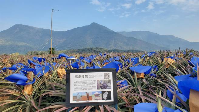 由屏科大團隊繪製的鳳梨彩帽貓頭鷹「旺福鴞」，成功透過彩色地景的展現，鼓勵高樹鄉鳳梨農減少使用鼠藥，傳達鳳梨產業也可以保護貓頭鷹的生態。（屏科大提供／謝佳潾屏東傳真）