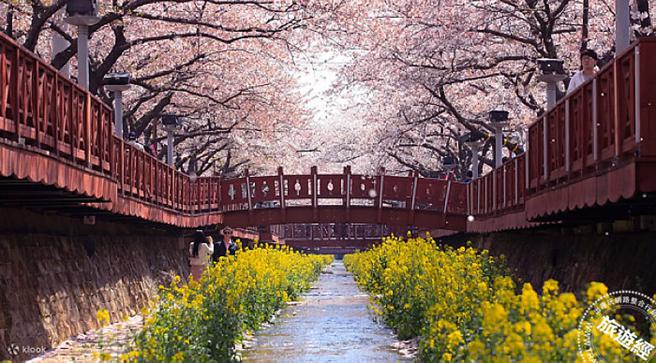 旅客可趁连假期间朝圣韩国的樱花庆典「镇海军港节」。