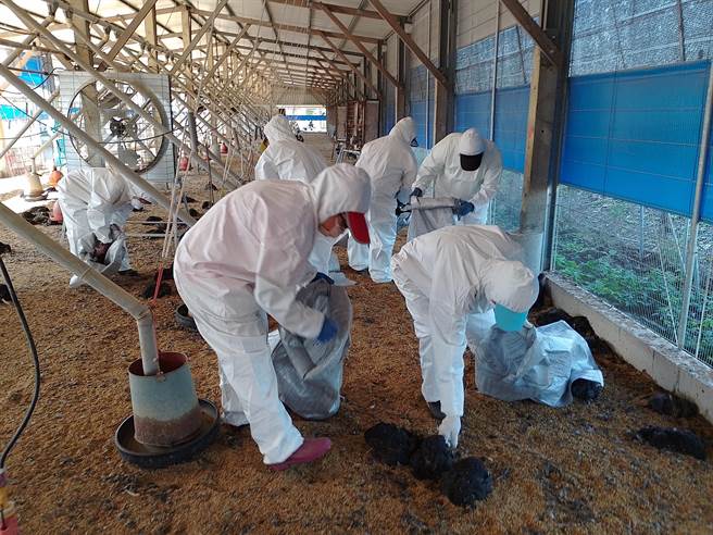 屏东潮州镇一处土鸡场10日确认感染禽流感，县府动物防疫所在现场扑杀1万8575只黑羽土鸡。（屏县府提供／谢佳潾屏东传真）