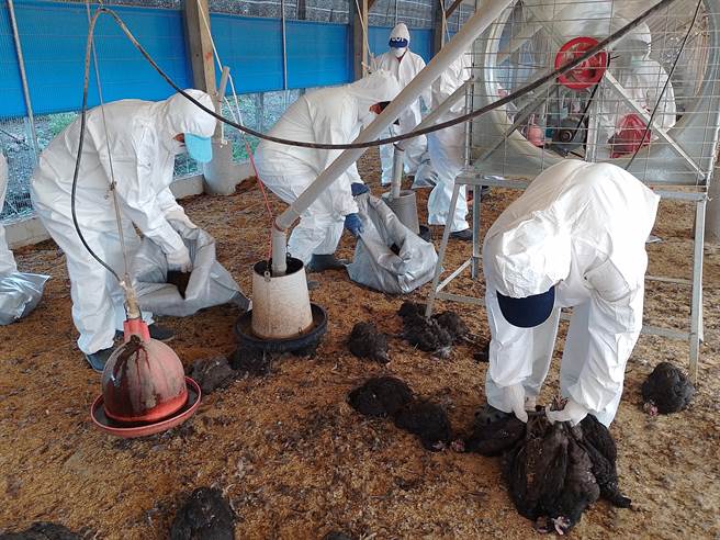 屏东潮州镇一处土鸡场10日确认感染禽流感，县府动物防疫所在现场扑杀1万8575只黑羽土鸡。（屏县府提供／谢佳潾屏东传真）