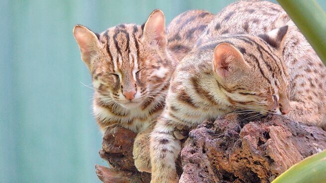 珍貴的台灣本土原生石虎，目前僅剩不到500隻，圖為台灣原生動物計畫中贊助的石虎兄妹「虎力旺」、「虎力秀」。（和泰汽車提供）