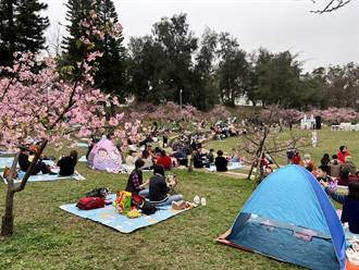 新竹公園櫻花季浪漫登場 上百人搶拍網美照、樹下野餐