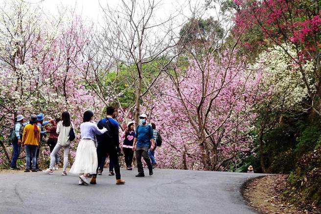 149甲草岭隧道口的青山坪农场已完全盛开，现在赏樱正是时候。（云林县府文观处提供）