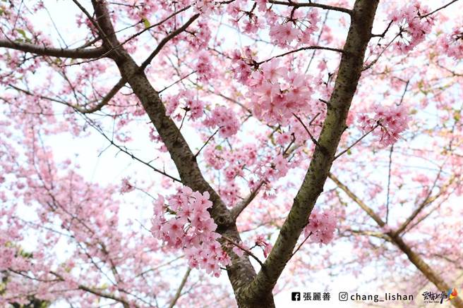149甲草岭隧道口的青山坪农场已完全盛开，现在赏樱正是时候。（翻摄张丽善脸书粉专）
