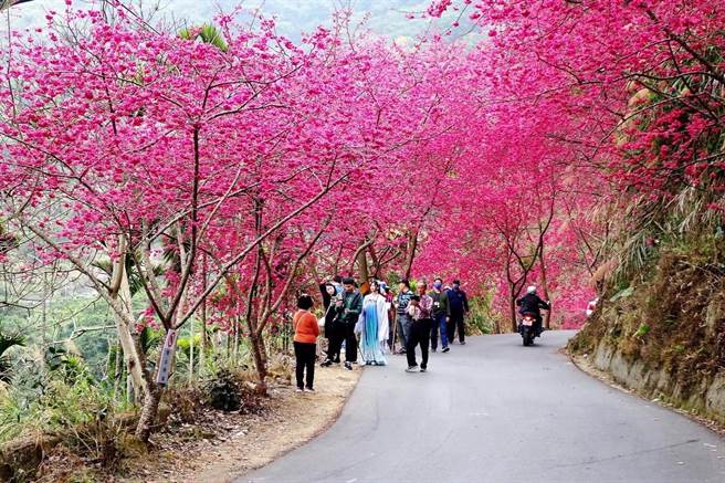 草岭樱花季自2月1日登场，迄今有3万人上山追樱。（云林县府文观处提供）