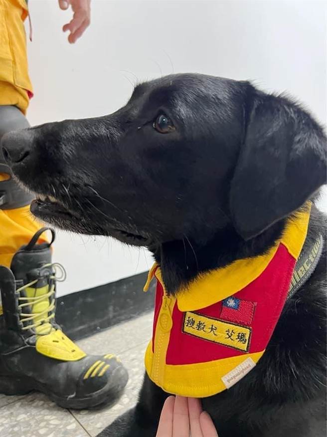 搜救犬「Emma」在2019年至2021年間共出勤6件民眾協尋山難事故搜索及平鎮停車場工程重大坍塌事故，在國家搜救犬初級認證考試中更獲得全國第2名佳績。（桃園市消防局提供／陳夢茹桃園傳真）