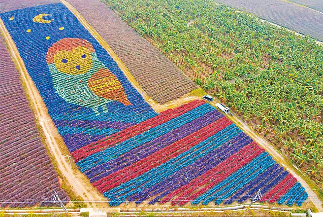 由屏科大团队绘制的凤梨彩帽猫头鹰「旺福鸮」，鼓励高树乡凤梨农减少使用鼠药，传达凤梨产业也可以保护猫头鹰的生态。（屏科大提供／谢佳潾屏东传真）