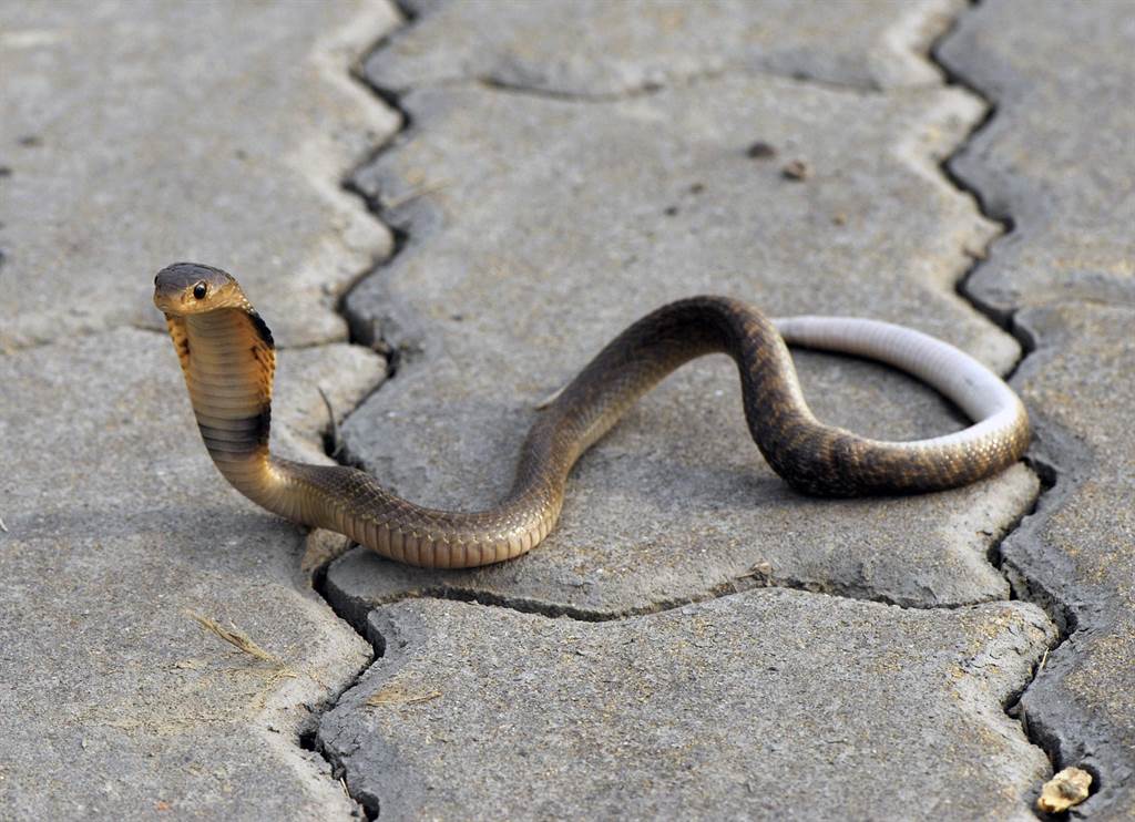 台東市郊的太平溪周邊有4大毒蛇出沒，圖為眼鏡蛇。（民眾提供）