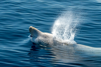 土耳其地震釀重災 塞普勒斯海岸驚見多頭鯨魚擱淺