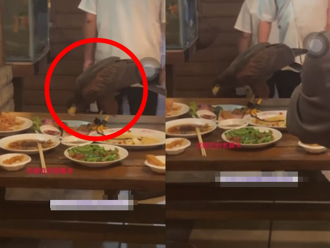 老鷹闖台中餐廳猛吃鮭魚壽司 民眾拍影片嚇壞：真的降肉