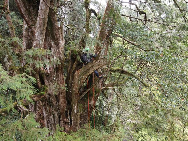 新竹林管处完成拉拉山31株巨木DNA分子遗传技术检测，因有合併木情形，研判部分树龄没那么老。（新竹林管处提供／吕筱蝉桃园传真）