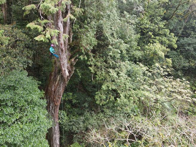 新竹林管处完成拉拉山31株巨木DNA分子遗传技术检测，因有合併木情形，研判部分树龄没那么老。（新竹林管处提供／吕筱蝉桃园传真）