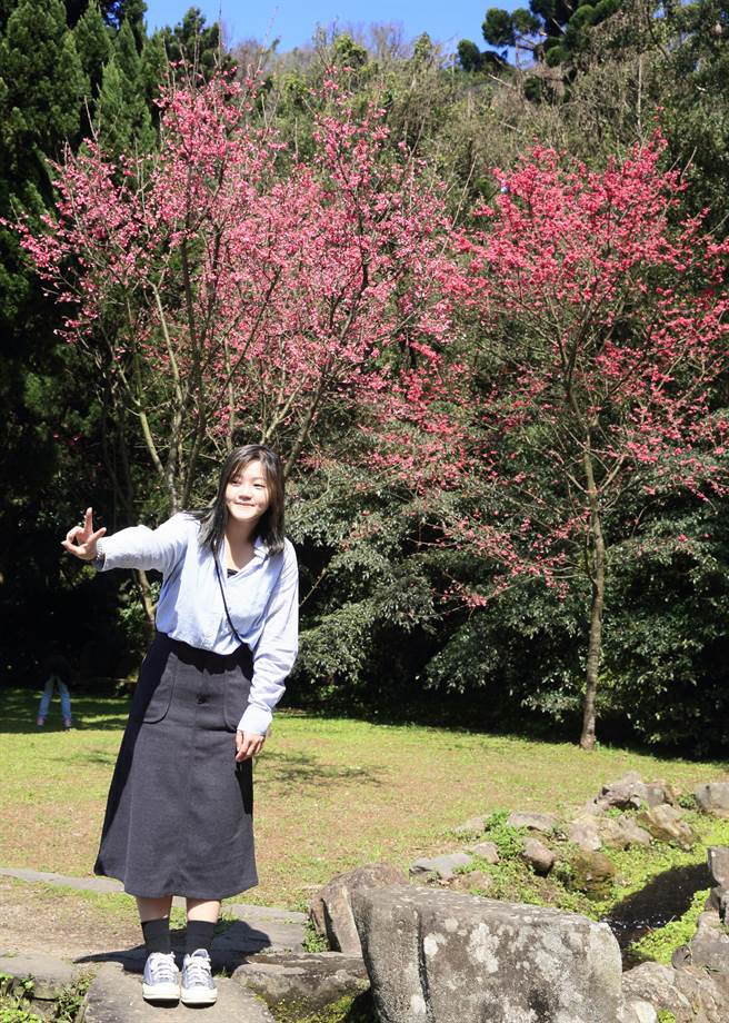 阳明山花季登场，将一路持续到3月19日，吸引许多民眾前来赏花，拍照留影。（张铠乙摄）