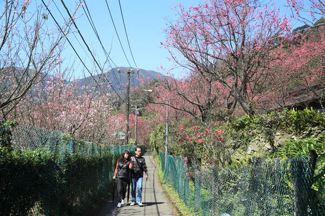 阳明山花季登场，许多民眾趁着好天气上山 赏花、踏青。（张铠乙摄）