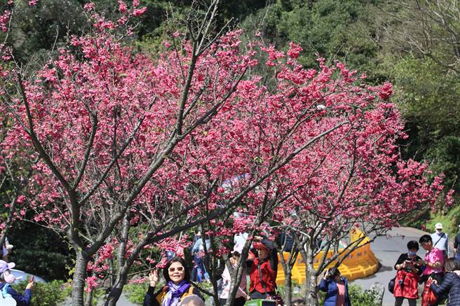 阳明山花季登场，许多民眾趁着好天气上山 赏花、踏青。（张铠乙摄）
