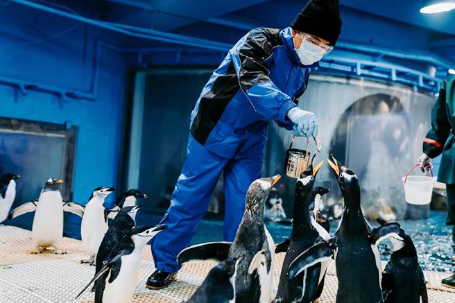屏东海生馆「我与企鹅的0.1毫米」企鹅饲育照护体验，是2至6月间的限定行程，目前4月场次热卖中。（谢佳潾摄）