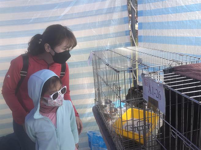 新北市動保處今天在淡水捷運站舉辦情人節活動，現場也提供犬貓認養。（動保處提供）