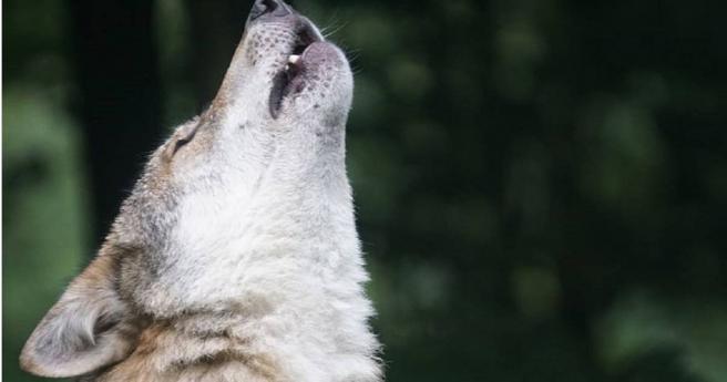 纯度越高、品种越古老的犬只，更容易有「吹狗螺」行为。（示意图／Piqsels）