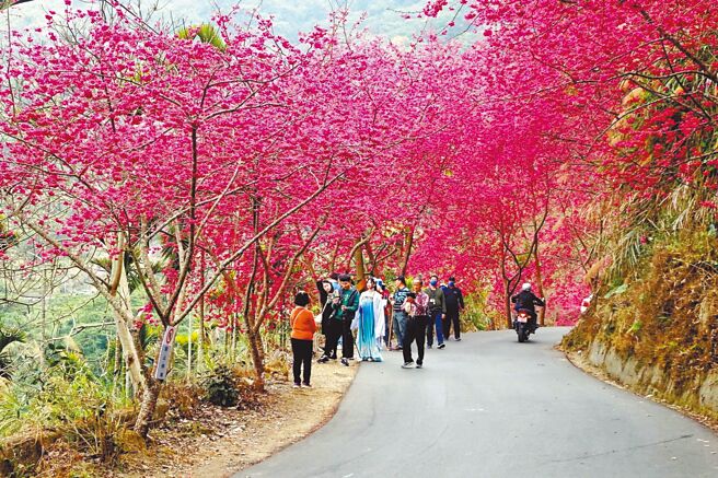 云林县古坑乡149甲草岭隧道口的青山坪农场已完全盛开，现在赏樱正是时候。（云林县府文观处提供／周丽兰云林传真）