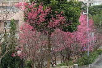 二叭子植物園櫻花盛開 春季限定美景登場