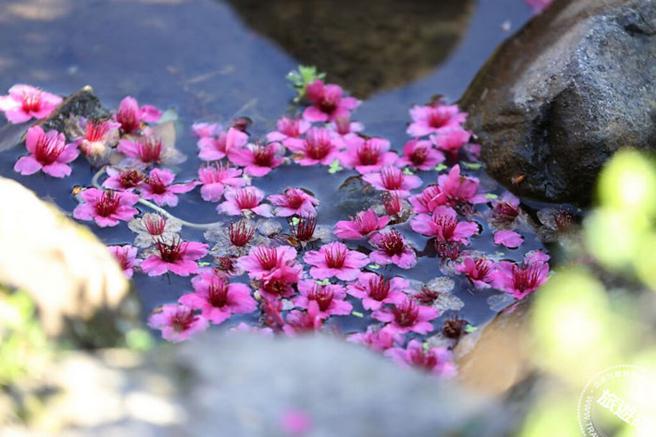 阳明山花季花况即时报(图：臺北市公园处提供)
