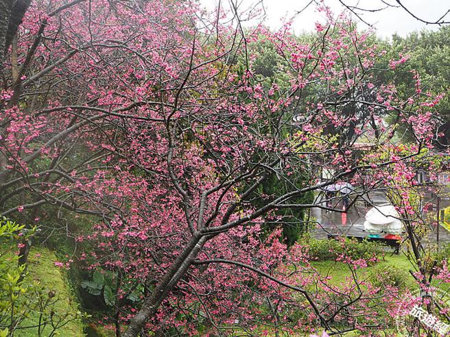 目前阳明山花季主力为八重樱(摄影：洪书瑱)
