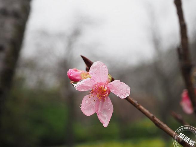 目前昭和樱约花开二成(摄影：洪书瑱)
